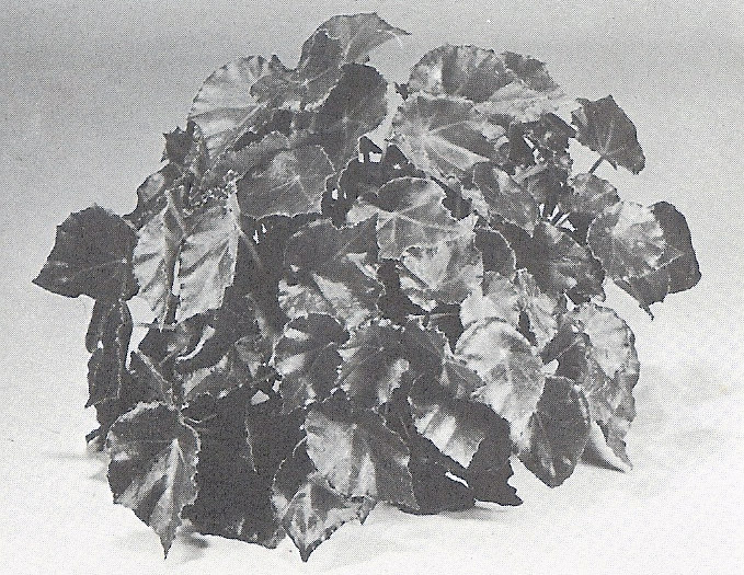 B. ‘El MacWhorter’